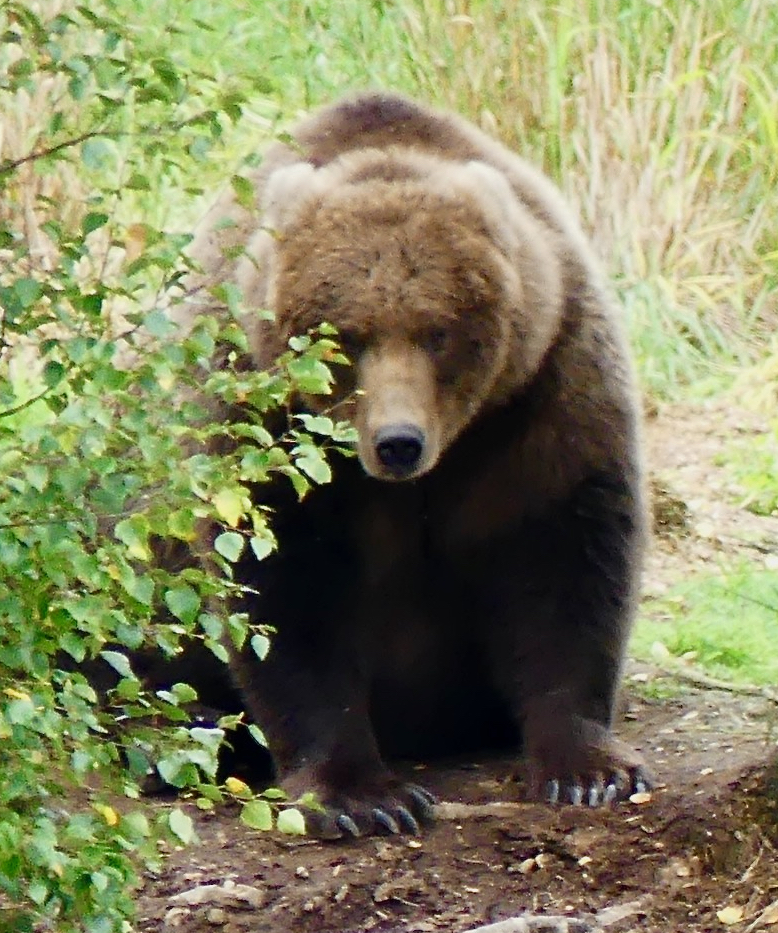 Brown bear sitting on river bank looking at camera